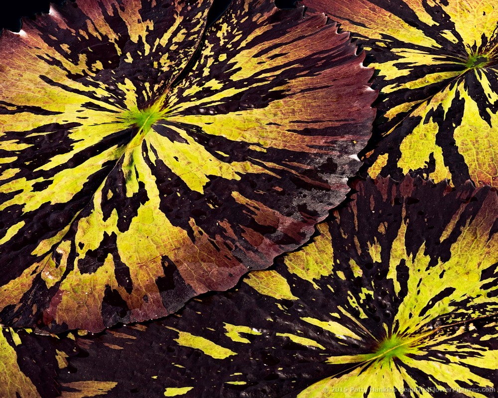 Water Lily Leaves © 2015 Patty Hankins