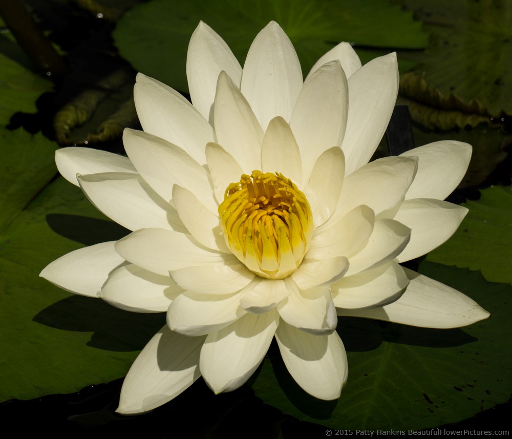 White Water Lily © 2015 Patty Hankins