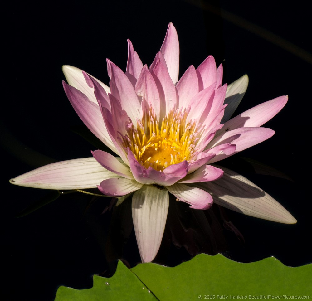 Pink Pearl Water Lily © 2015 Patty Hankins