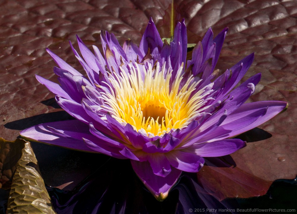 Ultra Violet Water Lily © 2015 Patty Hankins