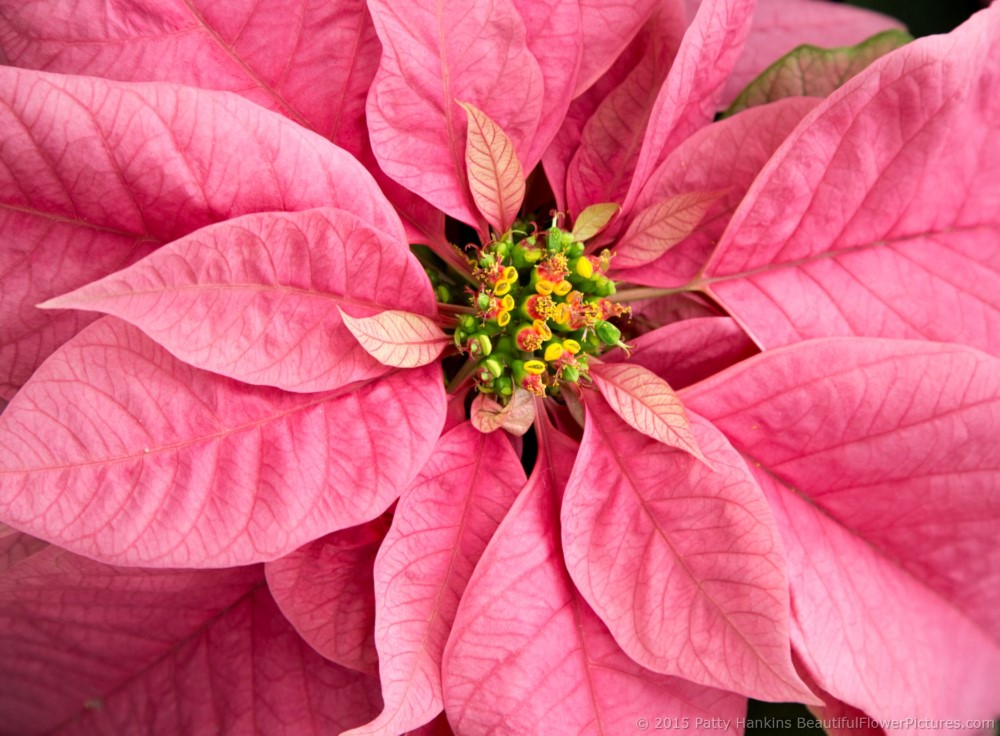 Santa Claus Pink Poinsettia © 2015 Patty Hankins