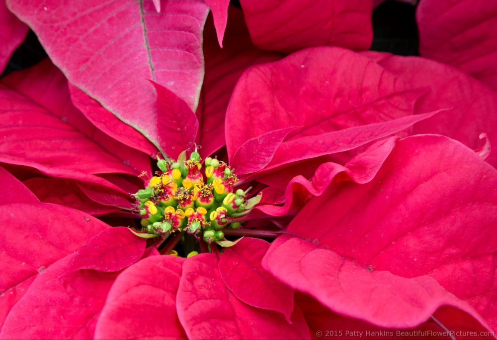 Santa Claus Red Poinsettia © 2015 Patty Hankins