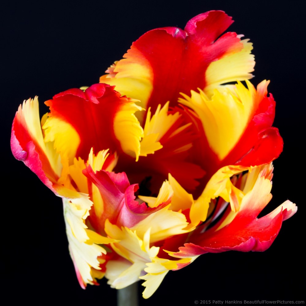 Flaming Parrot - Parrot Tulip © 2015 Patty Hankins