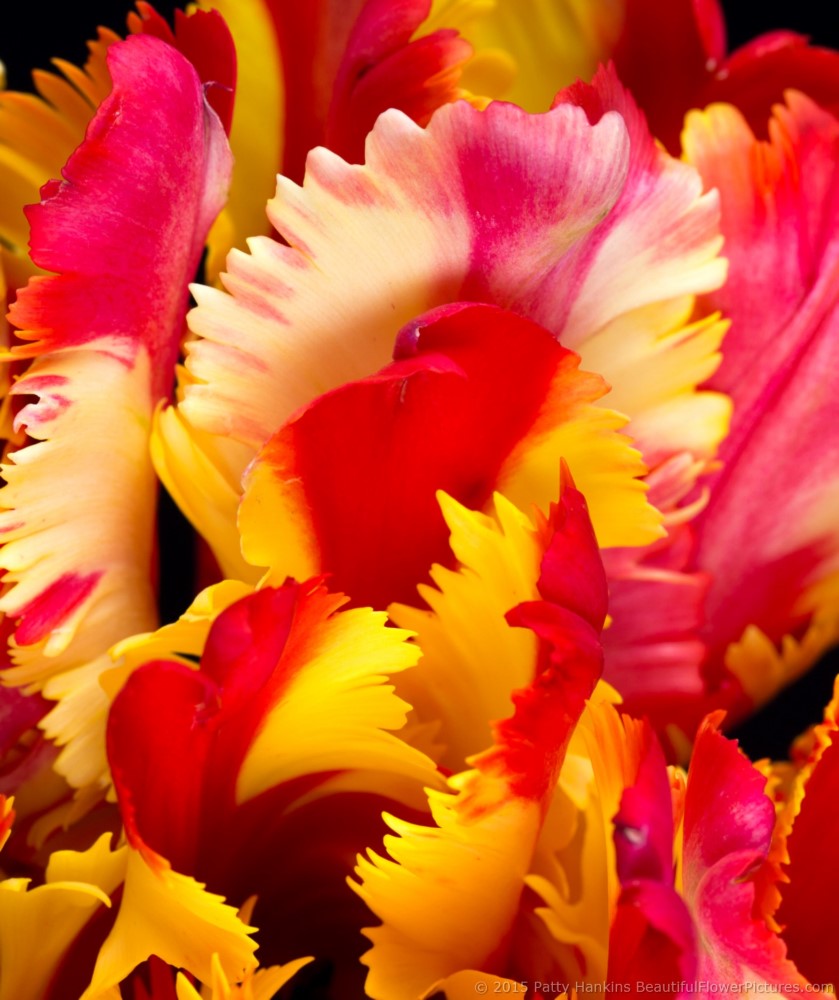 Petals of  Flaming Parrot - Parrot Tulips © 2015 Patty Hankins 