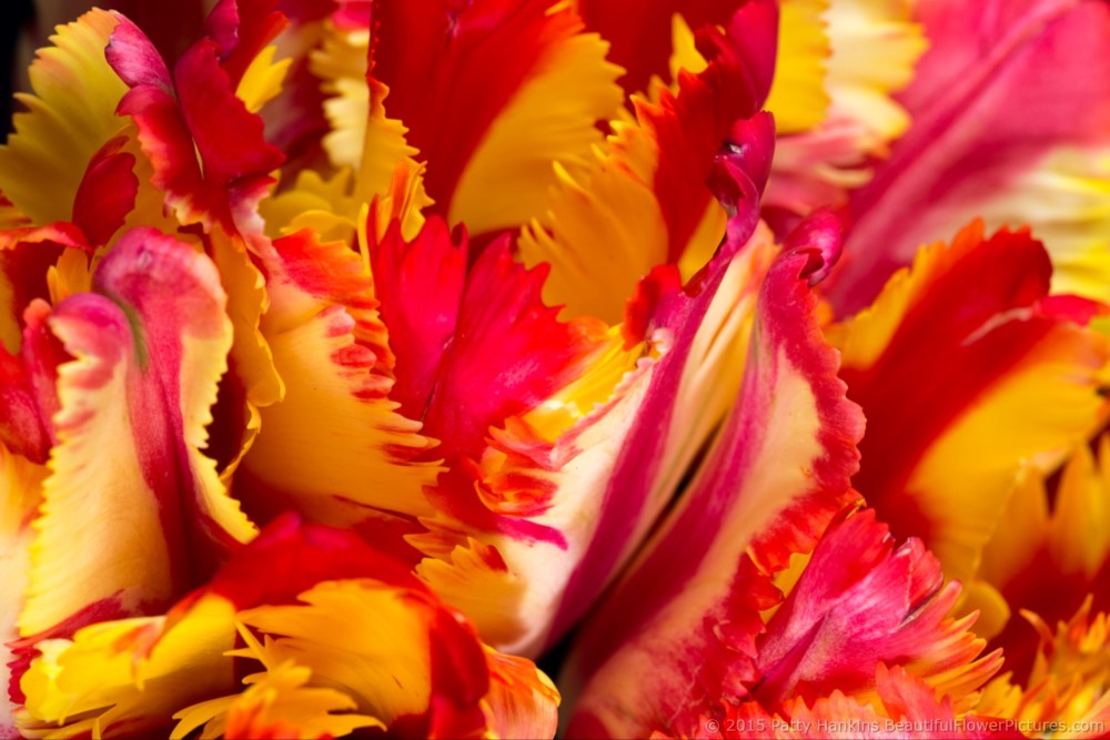 Petals of  Flaming Parrot - Parrot Tulips © 2015 Patty Hankins 