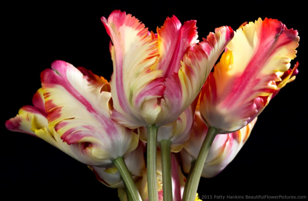 Flaming Parrot - Parrot Tulips © 2015 Patty Hankins