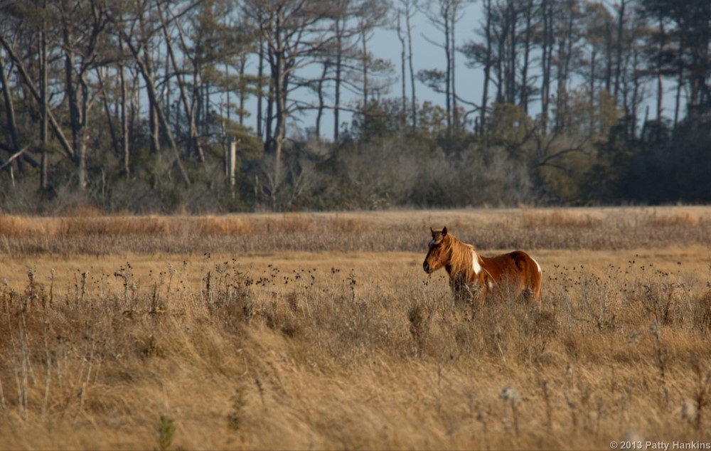 Chincoteague Pony © 2013 Patty Hankins