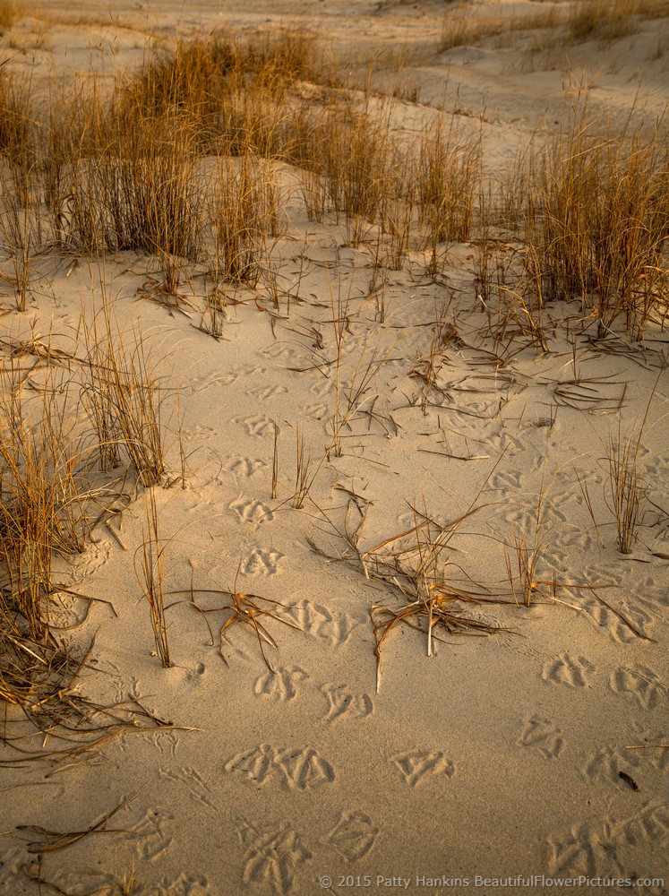 Tracks on the Beach, Assateague NS © 2015 Patty Hankins