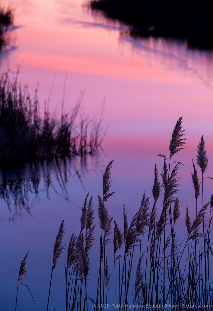 Sunrise in the Marsh, Chincoteague NWR © 2015 Patty Hankins