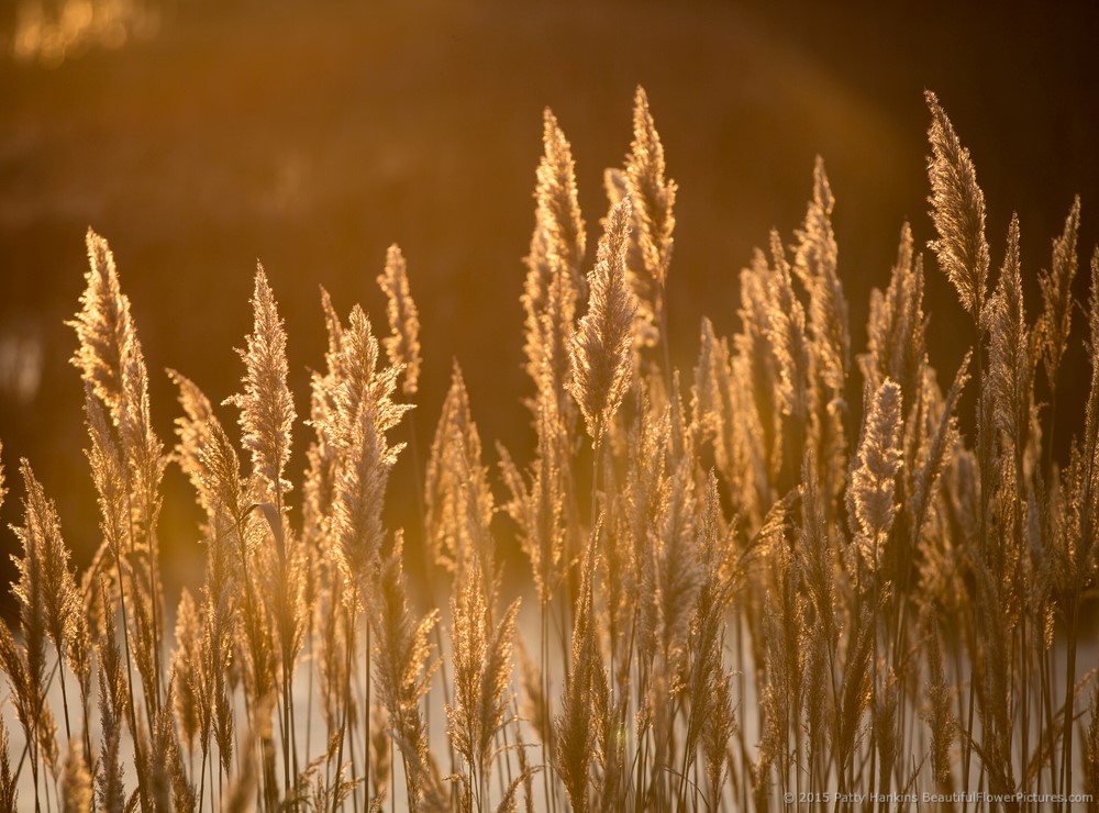Marsh Grasses, Chincoteague NWR © 2015 Patty Hankins