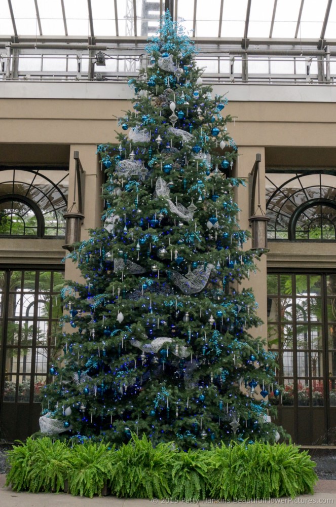 East Conservatory  Christmas Tree, Longwood Gardens © 2015 Patty Hankins