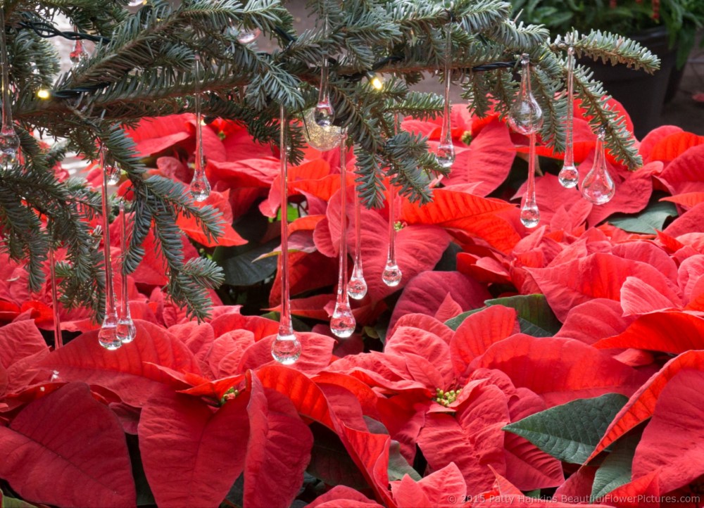 Decorations in the Exhibition Hall, Longwood Gardens © 2015 Patty Hankins