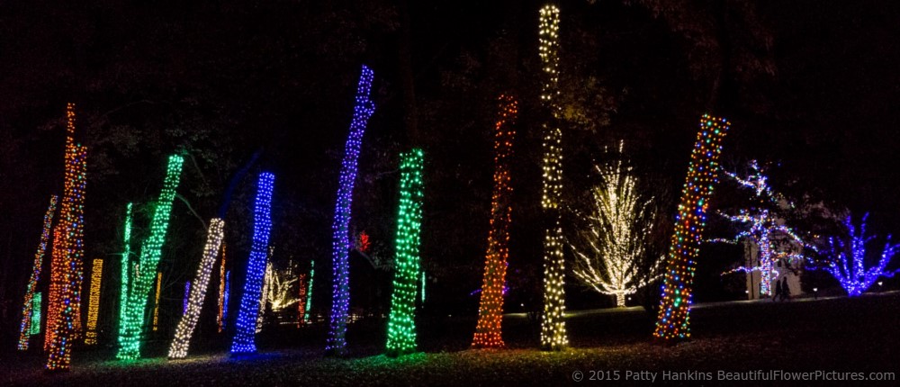 Christmas Lights in the Woods, Longwood Gardens © 2015 Patty Hankins