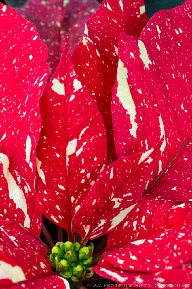 Red Glitter Poinsettia © 2015 Patty Hankins