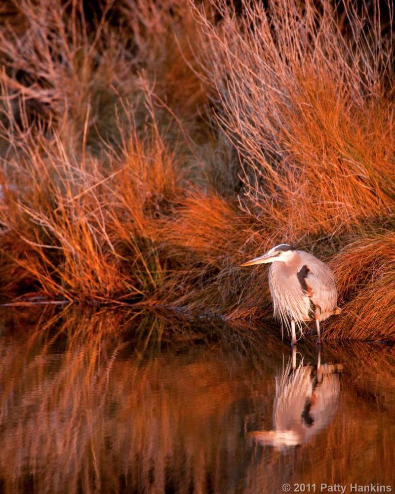 Great Blue Heron, Chincoteague NWR © 2011 Patty Hankins