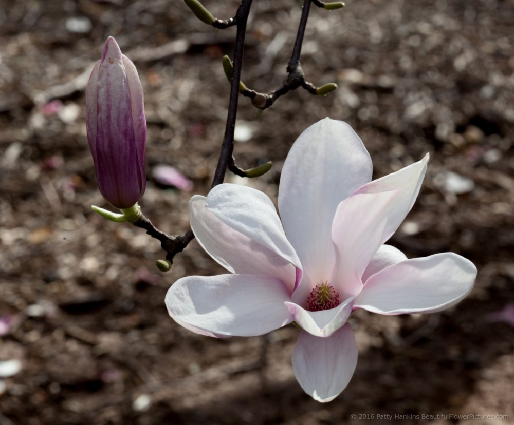 Magnolia Blossoms © 2016 Patty Hankins