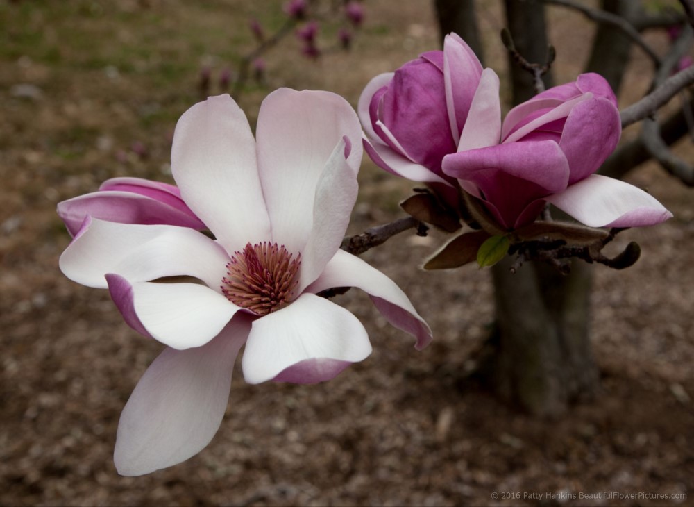 Forest's Pink Magnolias © 2016 Patty Hankins