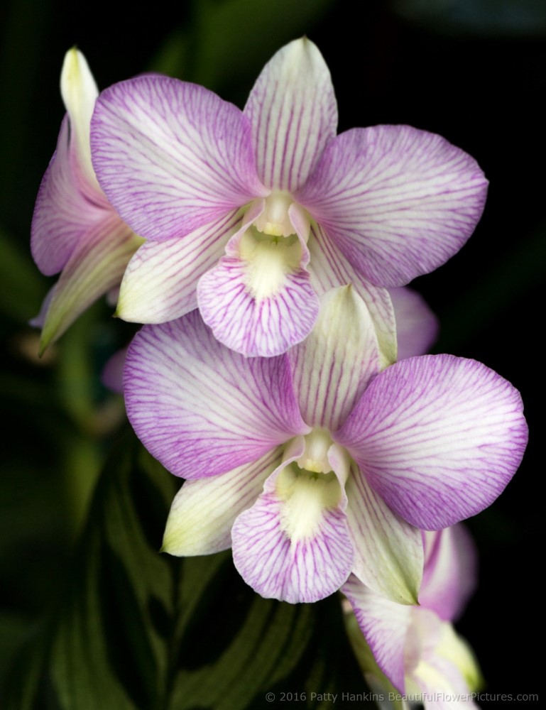 Dendrobium Orchid © 2016 Patty Hankins