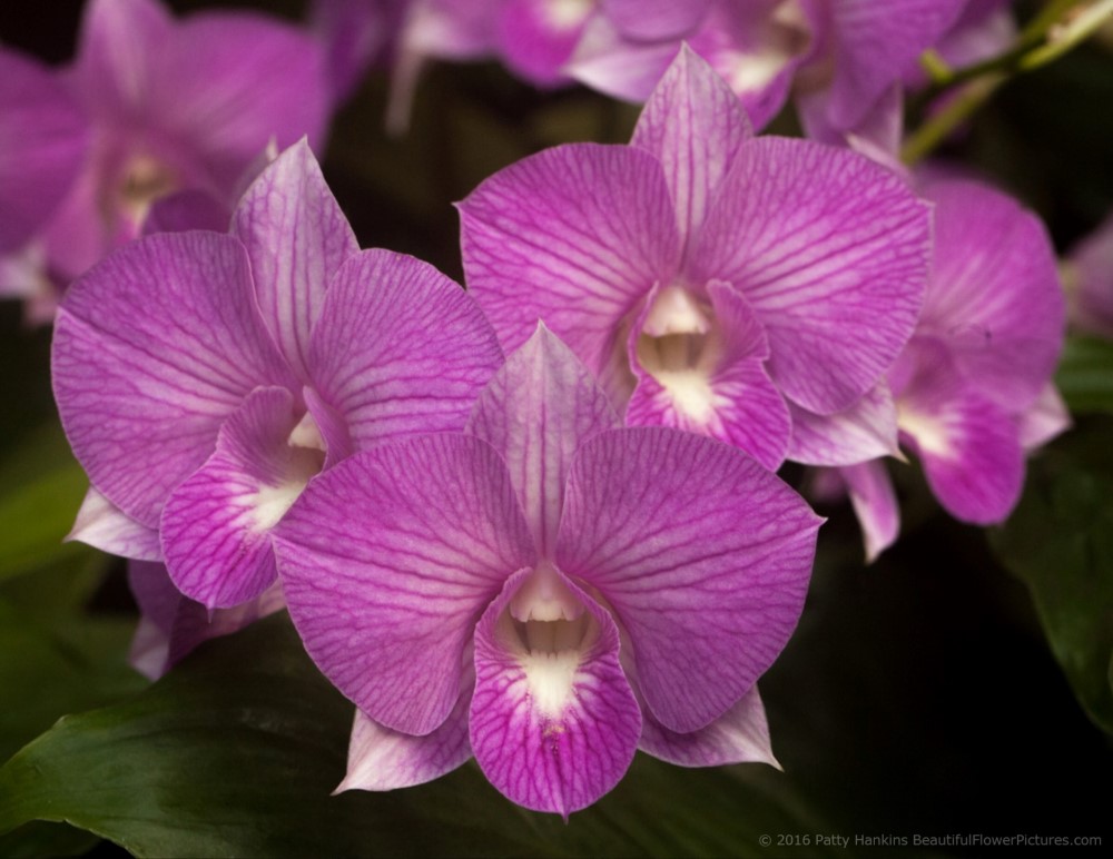 Dendrobium Orchid © 2016 Patty Hankins