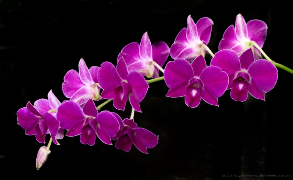 Lynne Horiuchi Dendrobium Orchid © 2016 Patty HankinsLynne Horiuchi Dendrobium Orchid © 2016 Patty Hankins