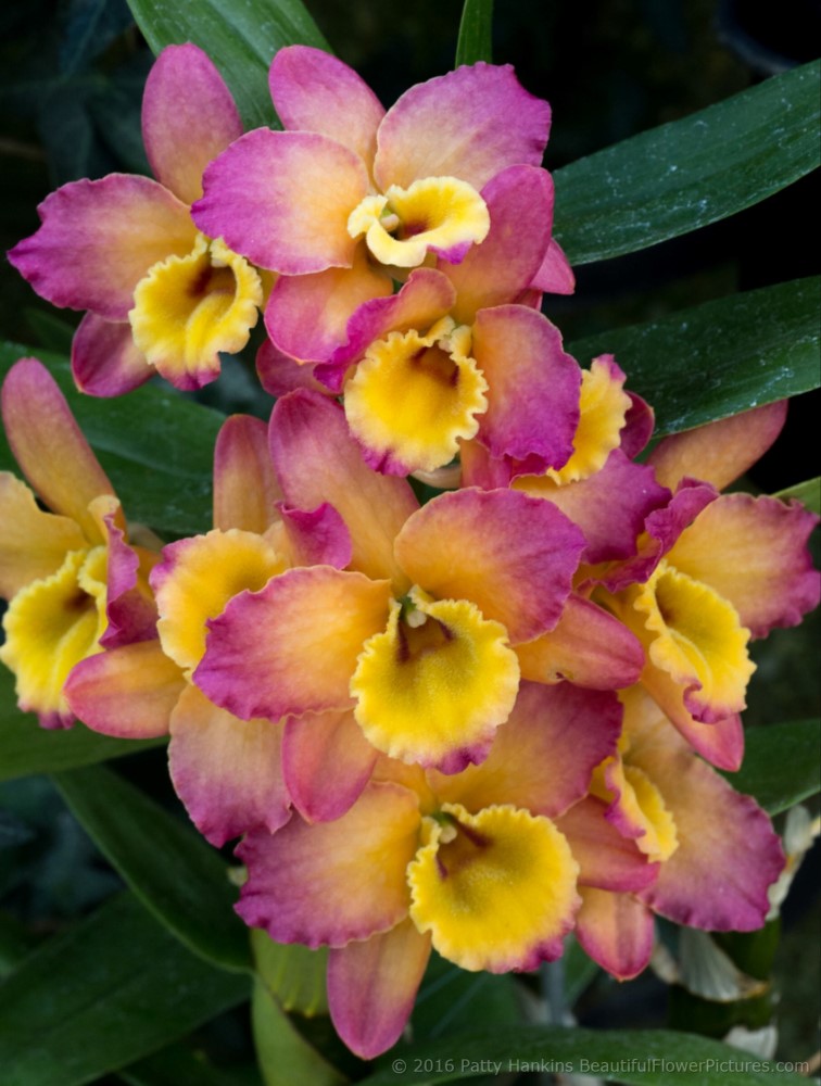 Oriental Smile - Fantasy - Dendrobium Orchid © 2016 Patty Hankins