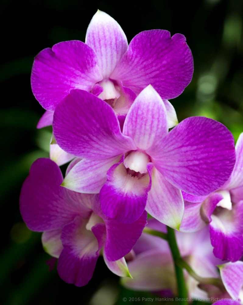 Singapore Dendrobium Orchid © 2016 Patty Hankins