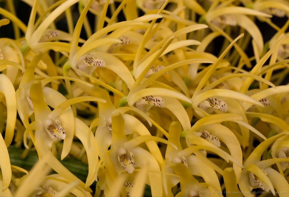 Dendrobium Orchid - sepciosum grandiflorum  © 2016 Patty Hankins