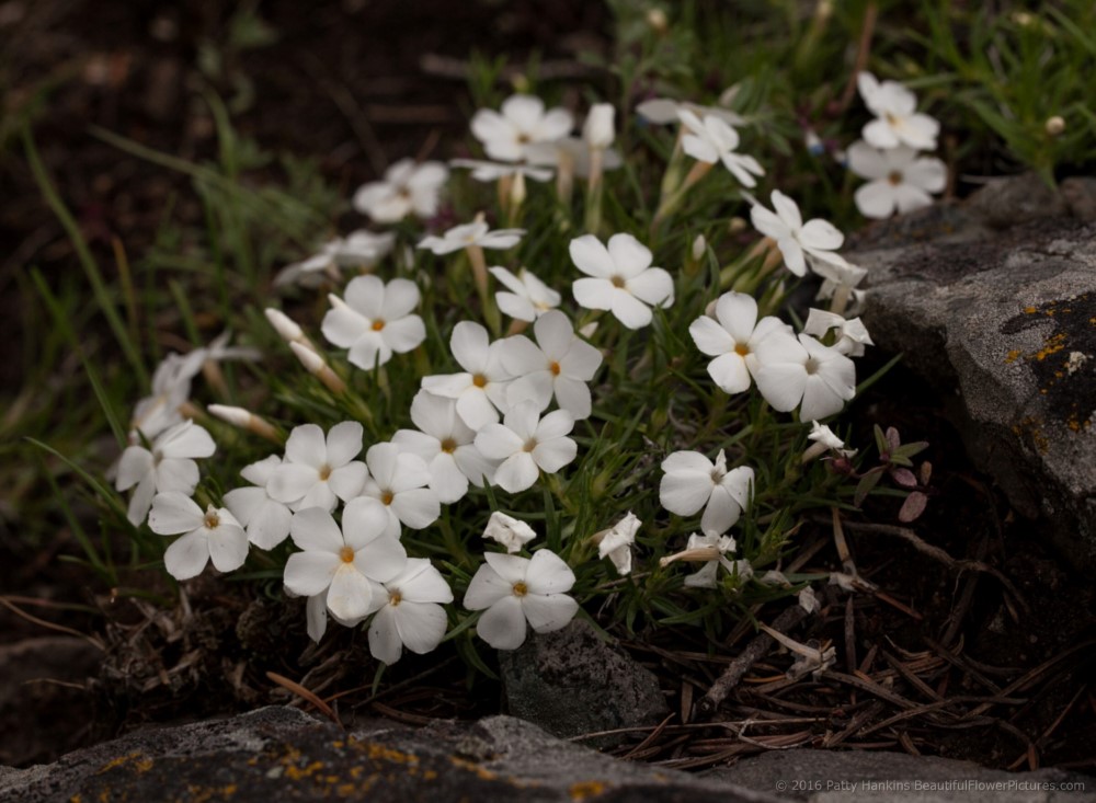Many Flowered Phlox - phlox multiflora © 2016 Patty Hankins