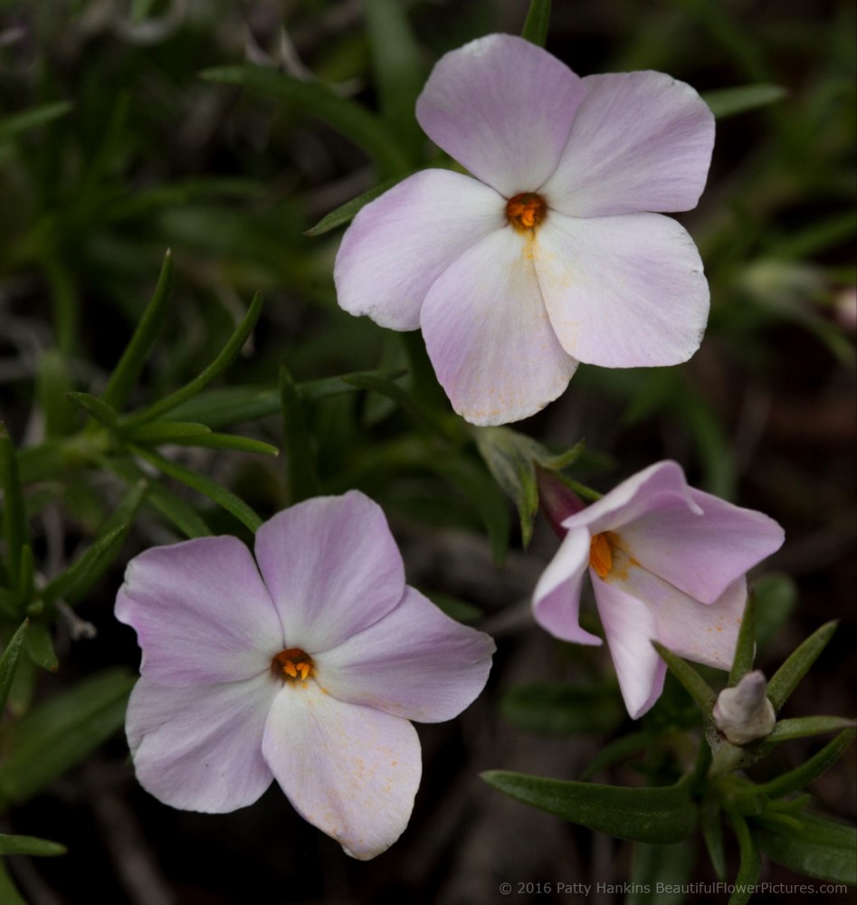 Many Flowered Phlox - phlox multiflora © 2016 Patty Hankins
