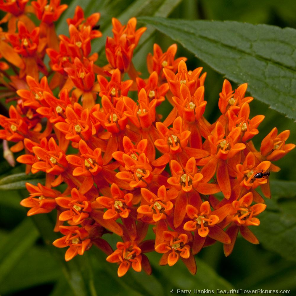 Butterfly Weed © 2010 Patty Hankins