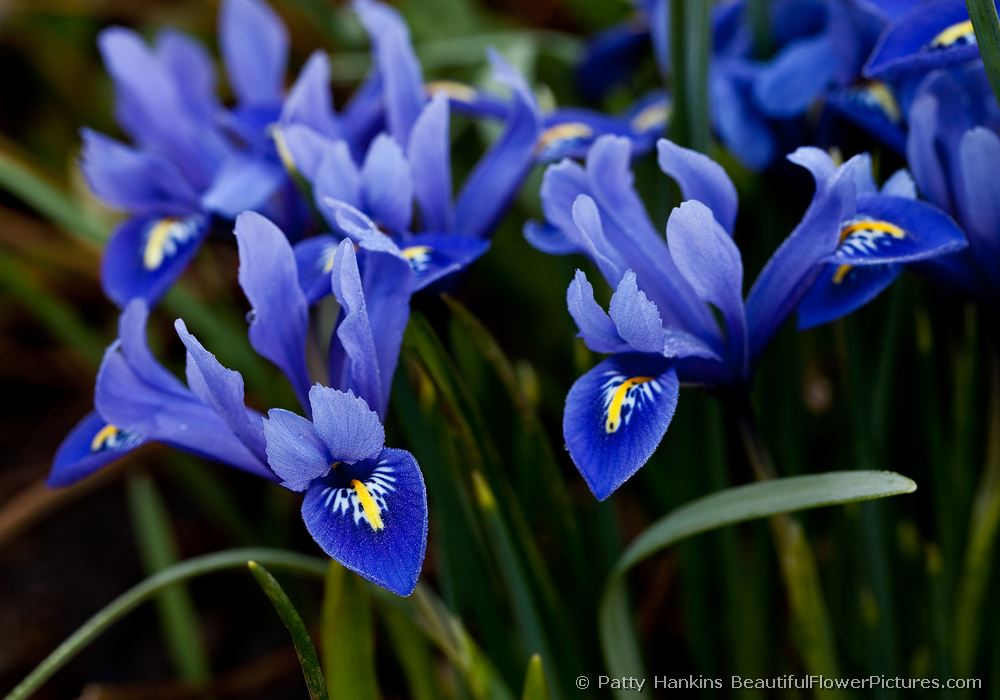 Harmony Dwarf Irises © 2010 Patty Hankins