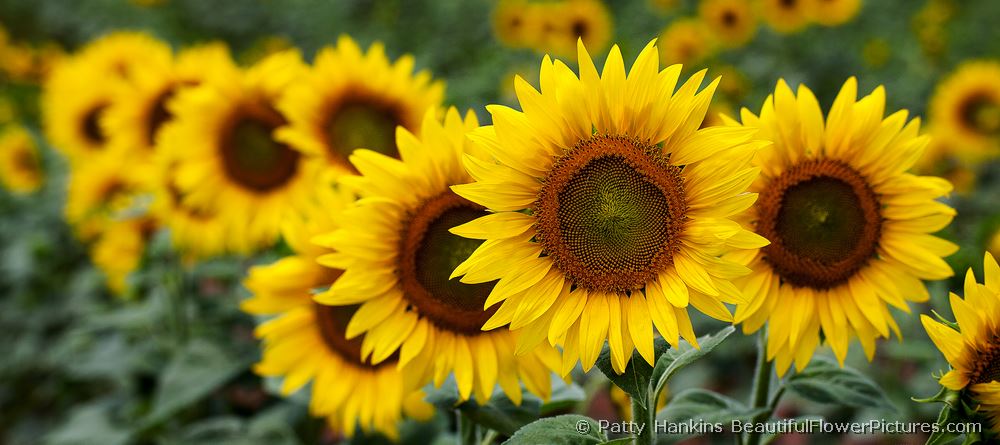 Sunflowers All in a Row © 2011 Patty Hankins