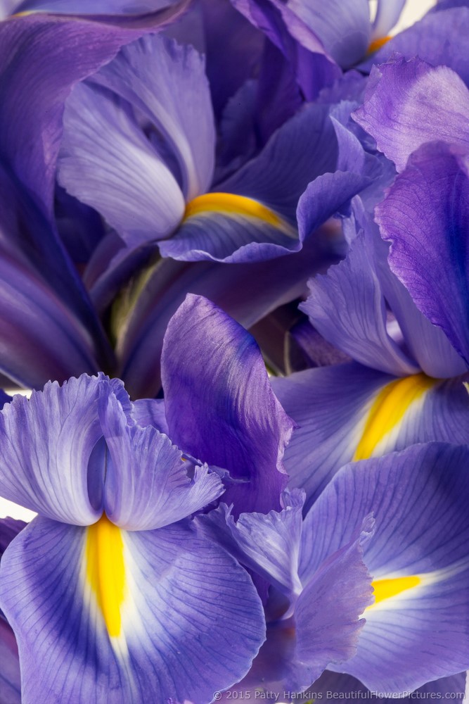 Siberian Irises © 2015 Patty Hankins