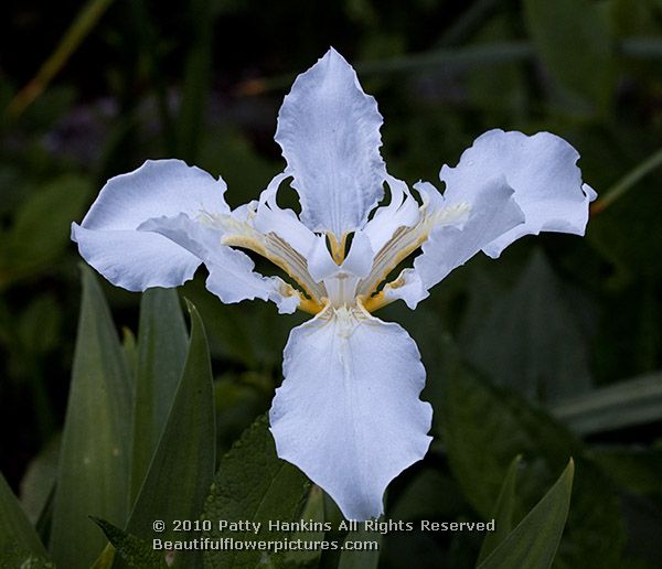 White Iris Tectorum © 2010 Patty Hankins