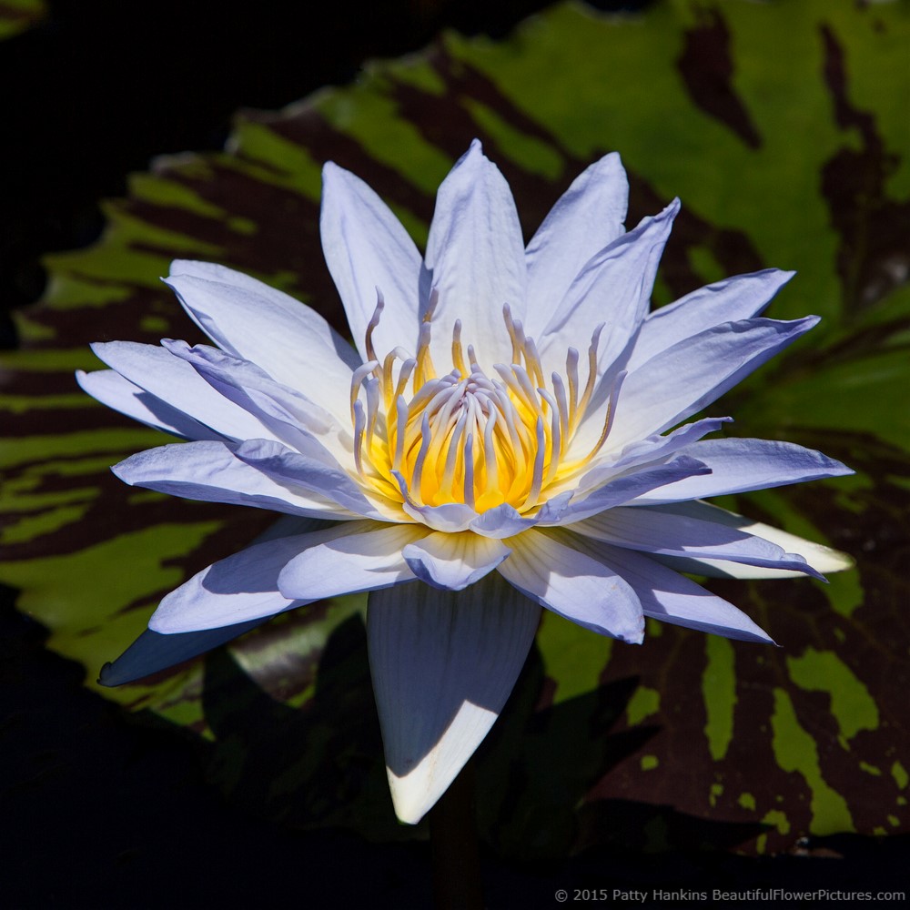 Marmorata Water Lily © 2015 Patty Hankins