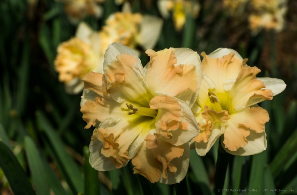 Cum Laude Daffodils © 2016 Patty Hankins