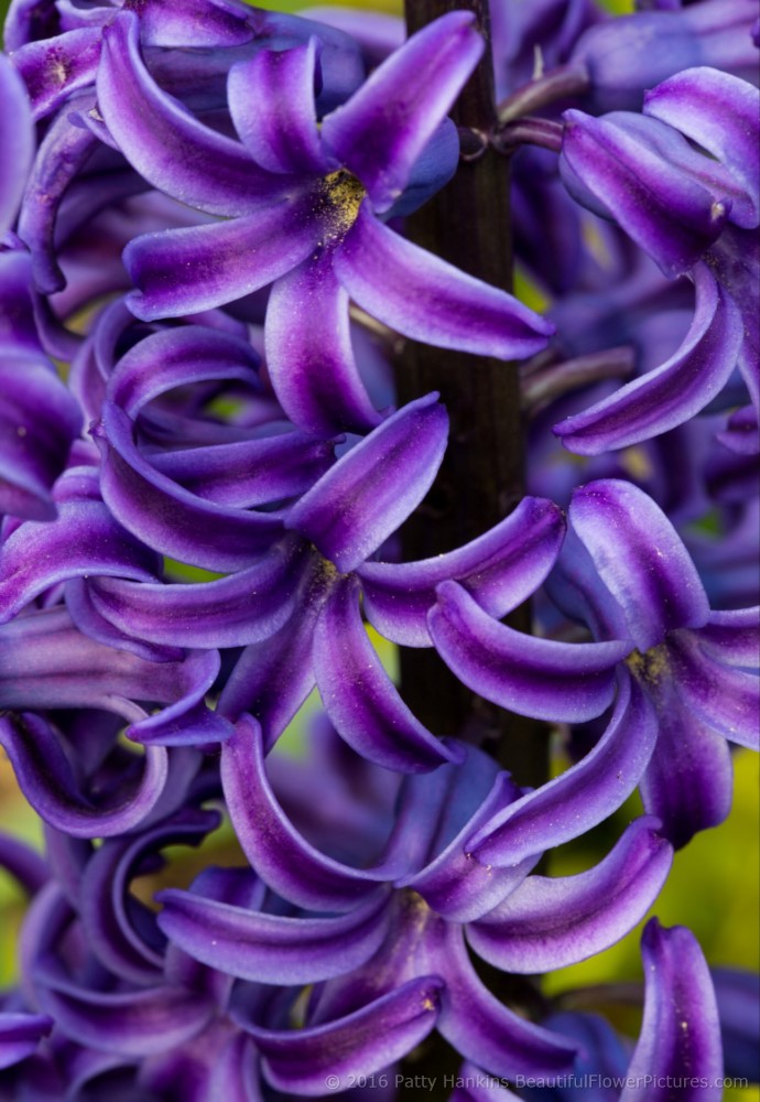 Purple Hyacinths © 2016 Patty Hankins