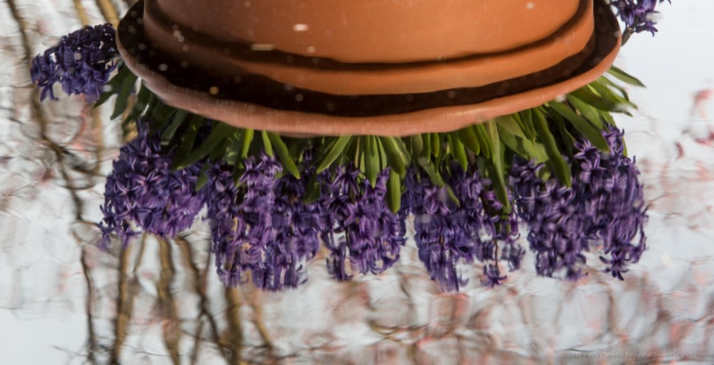 Purple Hyacinth Reflections © 2016 Patty Hankins