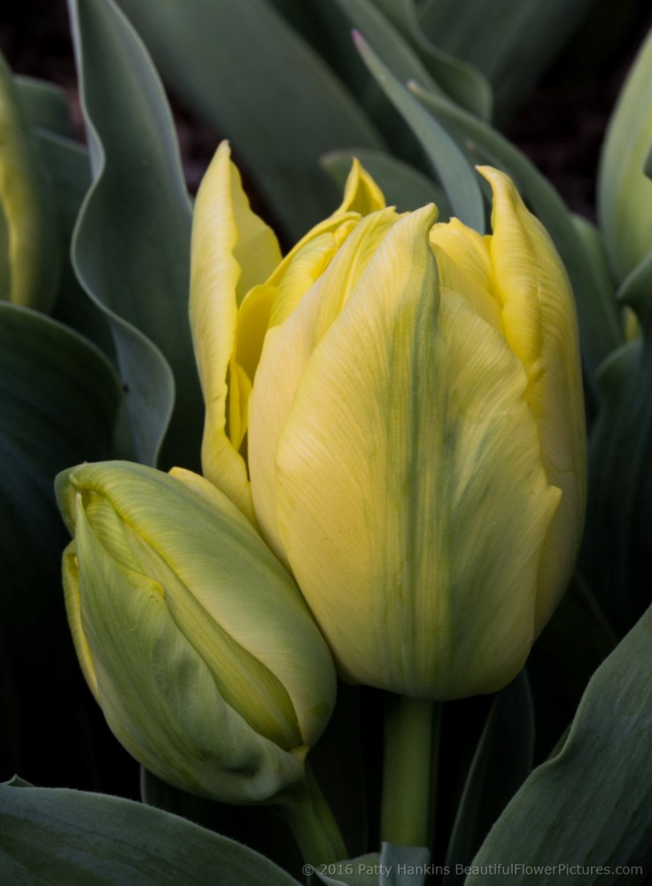Yellow & Green Tulips © 2016 Patty Hankins