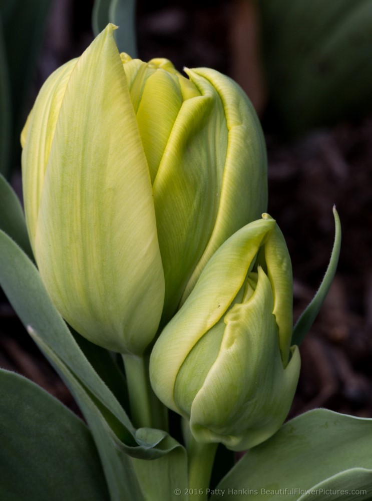 Yellow & Green Tulips © 2016 Patty Hankins