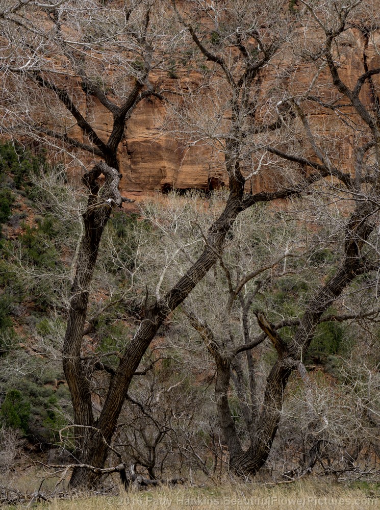 Zion National Park (c) 2016 Patty Hankins