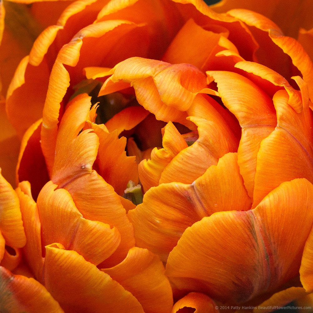 Orange Princess Tulip © 2014 Patty Hankins