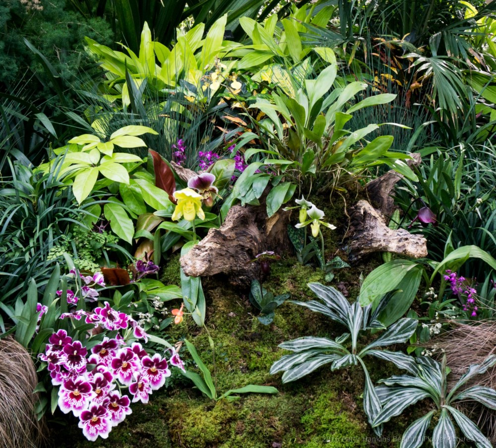 Orchids in a Tropical Clearing ©2016 Patty Hankins