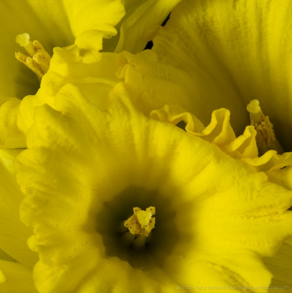 Dutch Master Daffodils © 2016 Patty Hankins