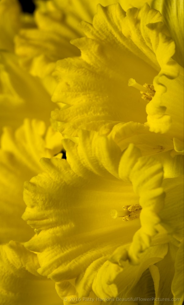 Dutch Master Daffodils © 2016 Patty Hankins