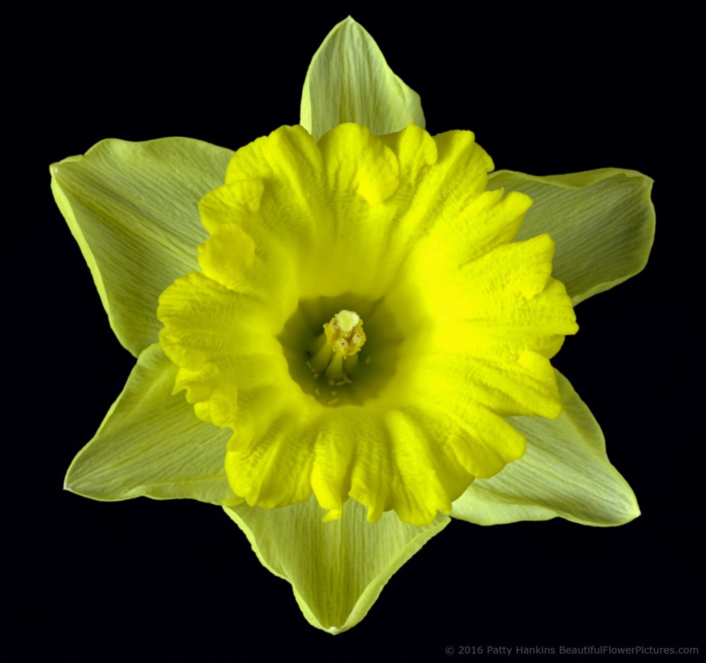 Dutch Master Daffodil © 2016 Patty Hankins