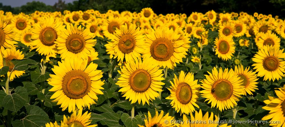 Field of Sunflowers © 2007 Patty Hankins