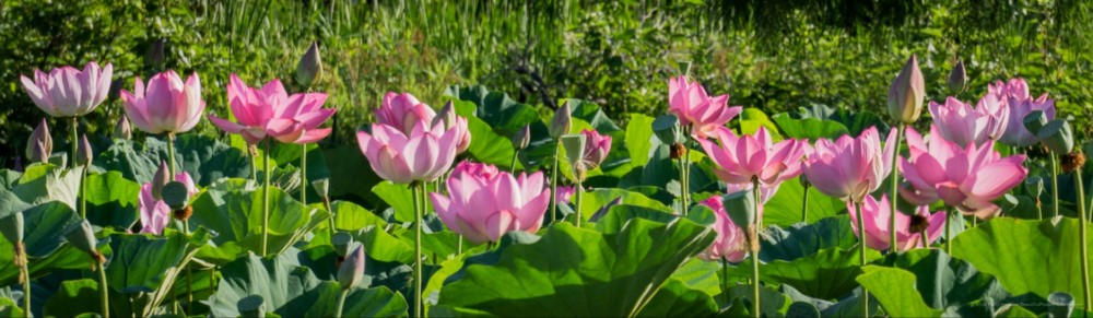 Lotus Blossoms © 2016 Patty Hankins