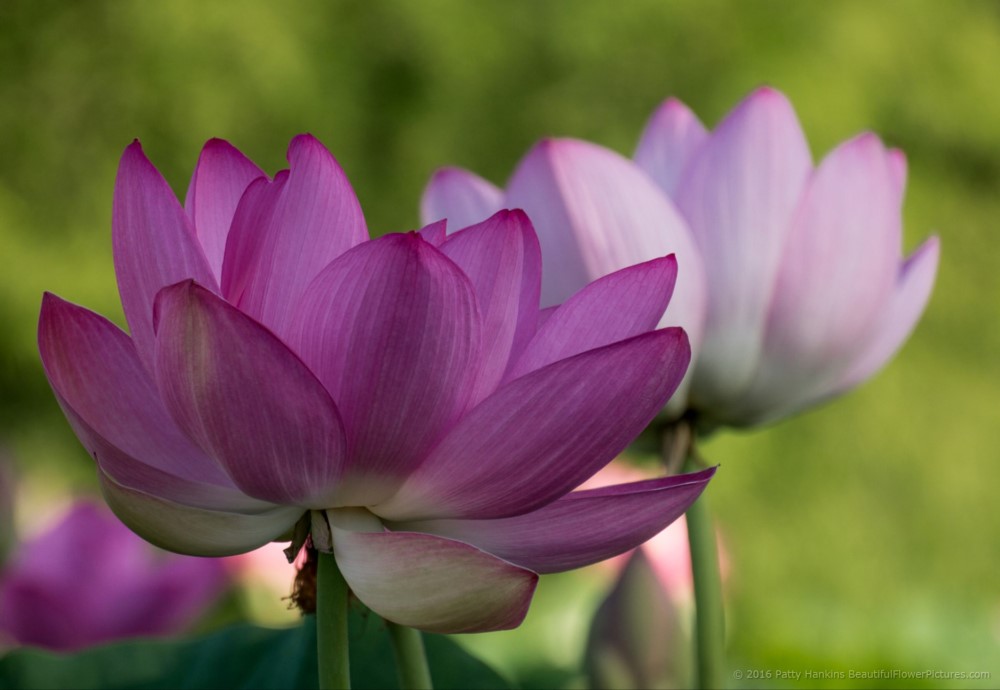 Lotus Blossoms © 2016 Patty Hankins