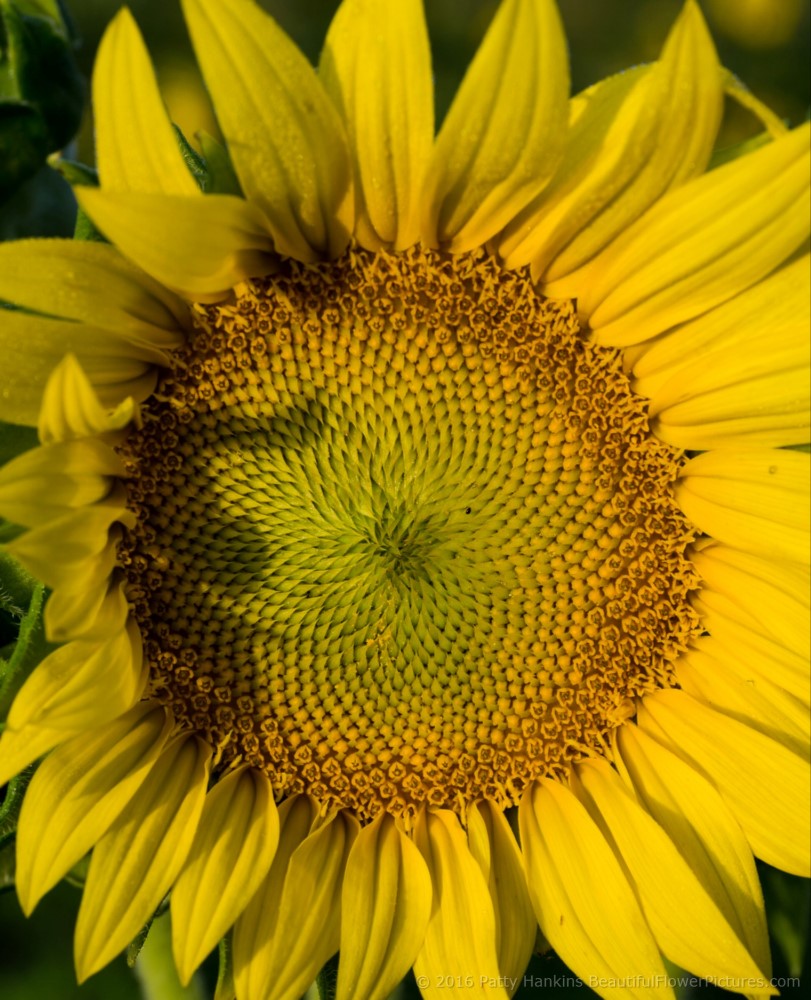 Sunflower © 2016 Patty Hankins